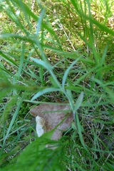 Stellaria palustris
