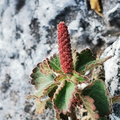 Acalypha monostachya
