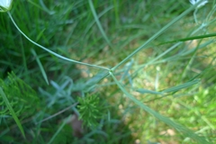 Stellaria palustris