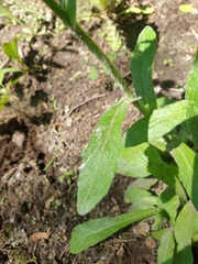 Erigeron philadelphicus