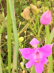 Calopogon oklahomensis