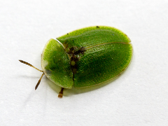 Cassida rubiginosa
