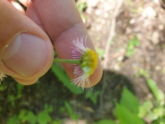 Erigeron philadelphicus