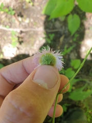 Erigeron philadelphicus
