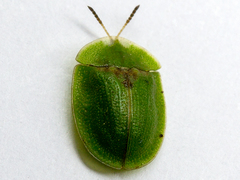 Cassida rubiginosa