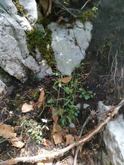 Arabidopsis arenosa arenosa