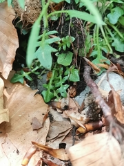 Arabidopsis arenosa arenosa