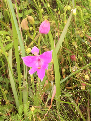 Calopogon oklahomensis