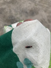 Monophylla terminata