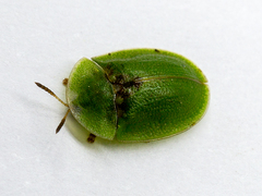 Cassida rubiginosa