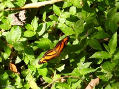 Castilia eranites