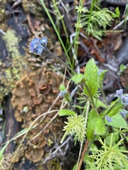 Myosotis decumbens