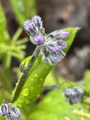 Myosotis decumbens