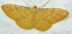 Idaea lutulentaria