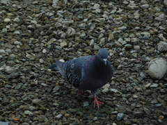 Columba livia domestica