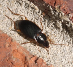 Calathus opaculus