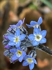 Myosotis decumbens