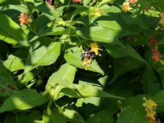 Sericomyia lata