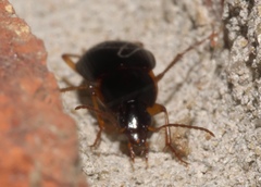 Calathus opaculus