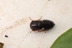 Drionia nigra
