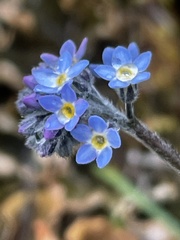Myosotis decumbens