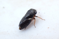 Drionia nigra