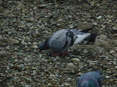 Columba livia domestica