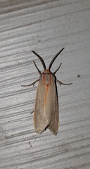 Pygarctia abdominalis