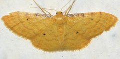 Idaea lutulentaria