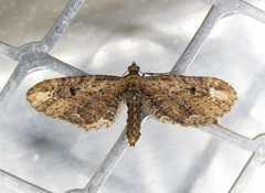 Eupithecia subapicata