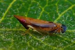 Scaphytopius majestus