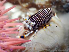 Gnathophyllum americanum