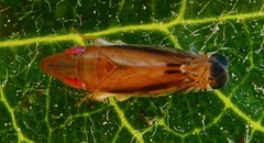 Scaphytopius majestus