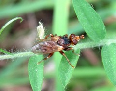 Myopa vesiculosa
