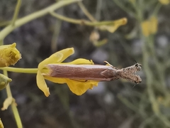 Pleurota aristella