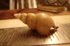Buccinidae