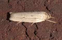 Gonioterma mistrella