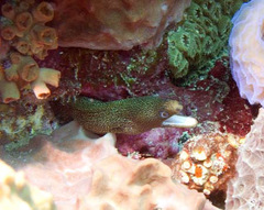 Gymnothorax miliaris