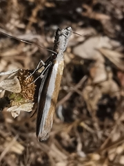 Pleurota aristella