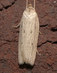 Gonioterma mistrella