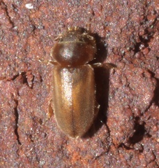 Tropicus pusillus