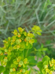 Euphorbia flavicoma