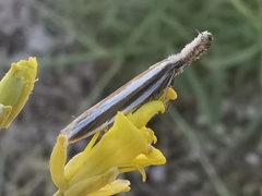 Pleurota aristella