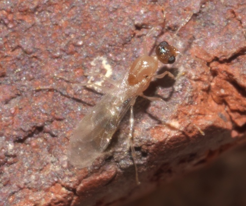 Bent-spined Acorn Ant photo 5