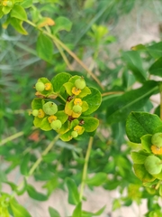 Euphorbia flavicoma