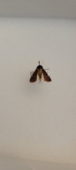 Ochropleura implecta