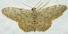 Idaea alyssumata