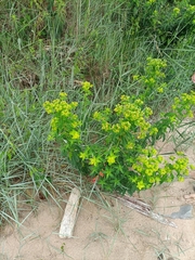Euphorbia flavicoma