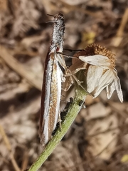 Pleurota aristella