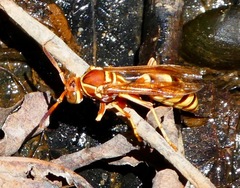Polistes dorsalis californicus